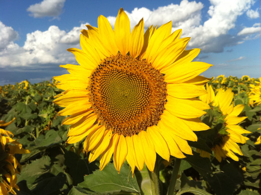 658285 (a): :2592x1936